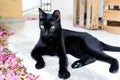 Beautiful black cat resting at the garden Royalty Free Stock Photo