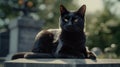 Beautiful black cat sitting on abandoned grave in cemetery in forest.