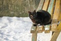 A beautiful black cat is sitting on a bench and basking in the sun during a cold snowy winter. A walk of a domestic cat in the Royalty Free Stock Photo