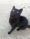 Black cat sitting on a gray concrete floor Royalty Free Stock Photo