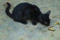Beautiful black cat sitting on the ground Royalty Free Stock Photo