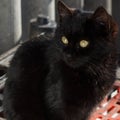 Beautiful black cat on the street Royalty Free Stock Photo