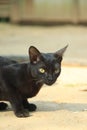 Beautiful black cat on the street Royalty Free Stock Photo
