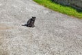 Beautiful black cat on the street Royalty Free Stock Photo
