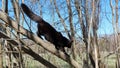 Beautiful black cat walks on a tree in the forest Royalty Free Stock Photo