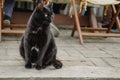 Plump black cat sitting on concrete slab closeup Royalty Free Stock Photo