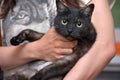 Black cat with white undercoat on the couch Royalty Free Stock Photo