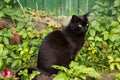 Beautiful black cat with yellow eyes and attentive look in summer garden in green grass leaves and plants Royalty Free Stock Photo