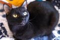 Beautiful black cat with yellow eyes. Royalty Free Stock Photo