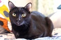 Beautiful black cat with yellow eyes. Royalty Free Stock Photo