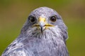 Beautiful Black Chested Buzzard Eagle looking straight forward.