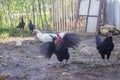 Beautiful black chiken together in the fields.