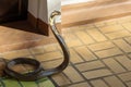 The Beautiful black Cobra snake on cement floor at thailand Royalty Free Stock Photo