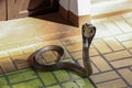 The Beautiful black Cobra snake on cement floor at thailand Royalty Free Stock Photo