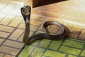 The Beautiful black Cobra snake on cement floor at thailand Royalty Free Stock Photo