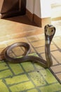 The Beautiful black Cobra snake on cement floor at thailand Royalty Free Stock Photo