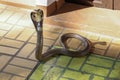 The Beautiful black Cobra snake on cement floor at thailand Royalty Free Stock Photo