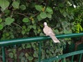 Eurasian Dove, Streptopelia decaocto, often called the Collared Dove sitting on green Metal Fence. Back side View behind the trees Royalty Free Stock Photo