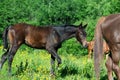 Beautiful black colt with his broodmare walking at freedom in pasture among herd life. summer sunny day