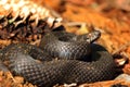 Beautiful black common adder