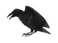 Beautiful black common raven