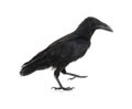 Beautiful black common raven on white background