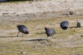 Beautiful Black coot walking in the field Royalty Free Stock Photo