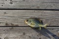 Black Crappie lying on a Wood Dock near Sunset