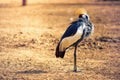 Beautiful black crowned crane bird Balearica pavonina, also known as the black crested crane, standing on the ground and Royalty Free Stock Photo