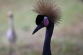 Black Crowned Crane Bird With Blur Background Royalty Free Stock Photo
