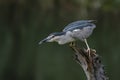 Beautiful Black-crowned Night Heron Nycticorax nycticorax on a branch Royalty Free Stock Photo