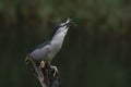 Beautiful Black-crowned Night Heron Nycticorax nycticorax on a branch with a big fish prey in natural habitat. Royalty Free Stock Photo