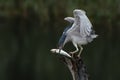 Beautiful Black-crowned Night Heron Nycticorax nycticorax on a branch with a big fish prey in natural habitat. Royalty Free Stock Photo