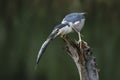 Beautiful Black-crowned Night Heron Nycticorax nycticorax on a branch with a big fish prey in natural habitat. Royalty Free Stock Photo