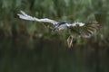 Beautiful Black-crowned Night Heron Nycticorax nycticorax flying low above the water. Royalty Free Stock Photo