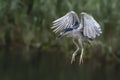 Beautiful Black-crowned Night Heron Nycticorax nycticorax flying low above the water. Royalty Free Stock Photo