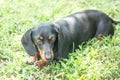 Beautiful black dachshund dog laying on the grass Royalty Free Stock Photo