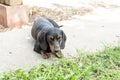 Beautiful black dachshund dog laying on the grass Royalty Free Stock Photo