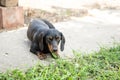 Beautiful black dachshund dog laying on the grass Royalty Free Stock Photo