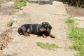 Beautiful black dachshund dog laying on the grass Royalty Free Stock Photo