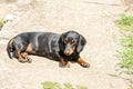 Beautiful black dachshund dog laying on the grass Royalty Free Stock Photo