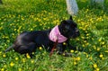 Beautiful black dog of the Italian Cane Corso breed lies on a field with yellow flowers Royalty Free Stock Photo