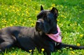 Beautiful black dog of the Italian Cane Corso breed lies on a field with yellow flowers Royalty Free Stock Photo