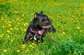 Beautiful black dog of the Italian Cane Corso breed lies on a field with yellow flowers Royalty Free Stock Photo