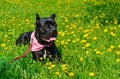 Beautiful black dog of the Italian Cane Corso breed lies on a field with yellow flowers Royalty Free Stock Photo