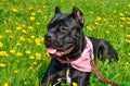 Beautiful black dog of the Italian Cane Corso breed lies on a field with yellow flowers Royalty Free Stock Photo