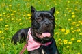 Beautiful black dog of the Italian Cane Corso breed lies on a field with yellow flowers Royalty Free Stock Photo