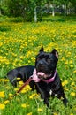 Beautiful black dog of the Italian Cane Corso breed lies on a field with yellow flowers Royalty Free Stock Photo