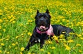 Beautiful black dog of the Italian Cane Corso breed lies on a field with yellow flowers Royalty Free Stock Photo