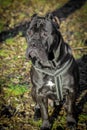 Beautiful black dog sit. portrait Cane Corso. outdoor.